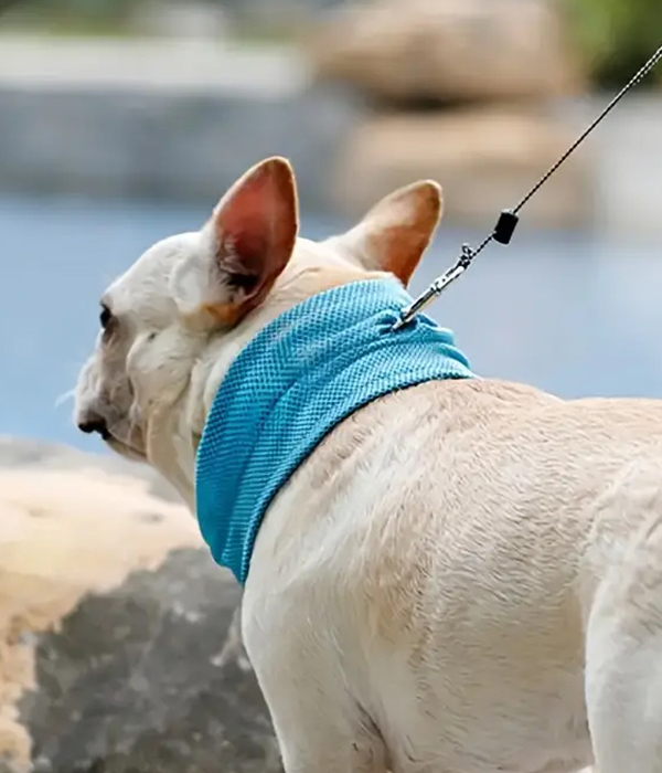 Cooling bandana scarf for dog