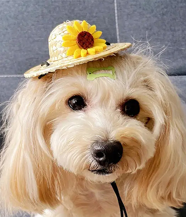Sunflower straw dog hat